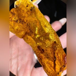 Rough raw amber with fossilized termite in it